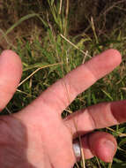 Image of Guinea Grass