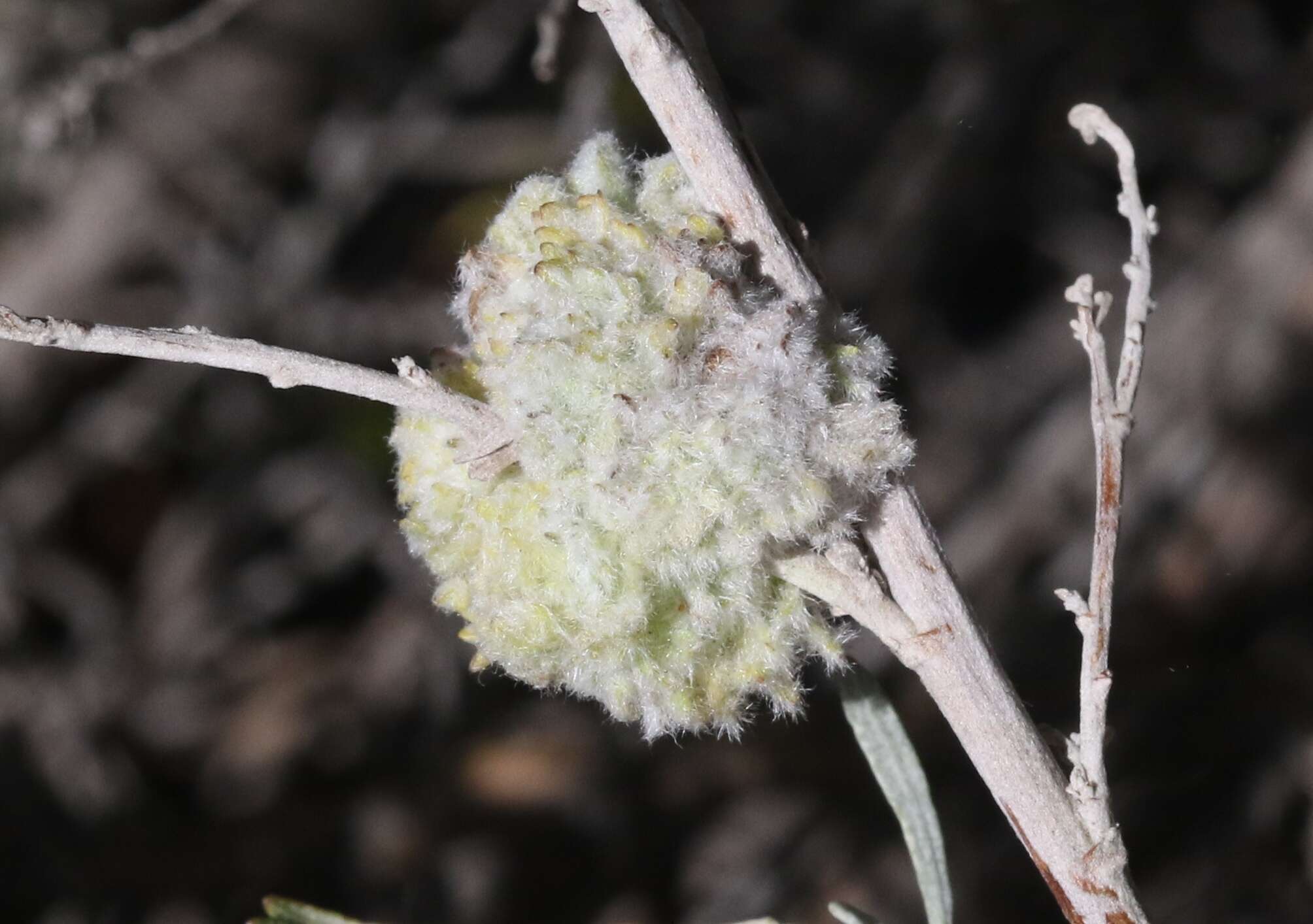 Image of Rhopalomyia medusirrasa Gagne 1983