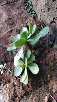 Image of Aeonium glutinosum (Ait.) Webb & Berth.