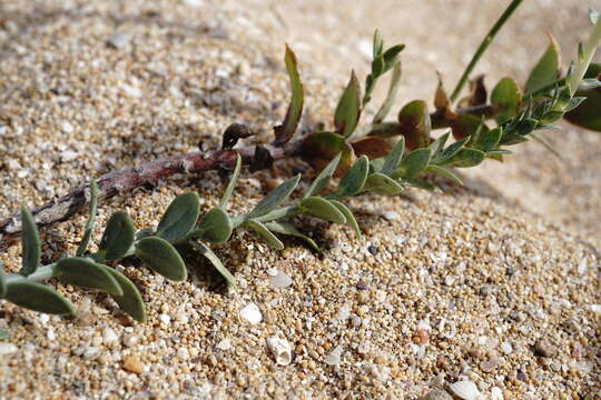 Image of Linaria sabulosa Czern. ex Klokov