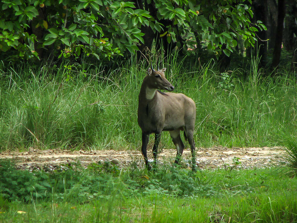 Boselaphus Blainville 1816 resmi