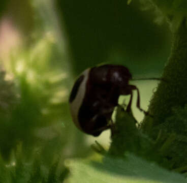 Image of Ragweed Leaf Beetle