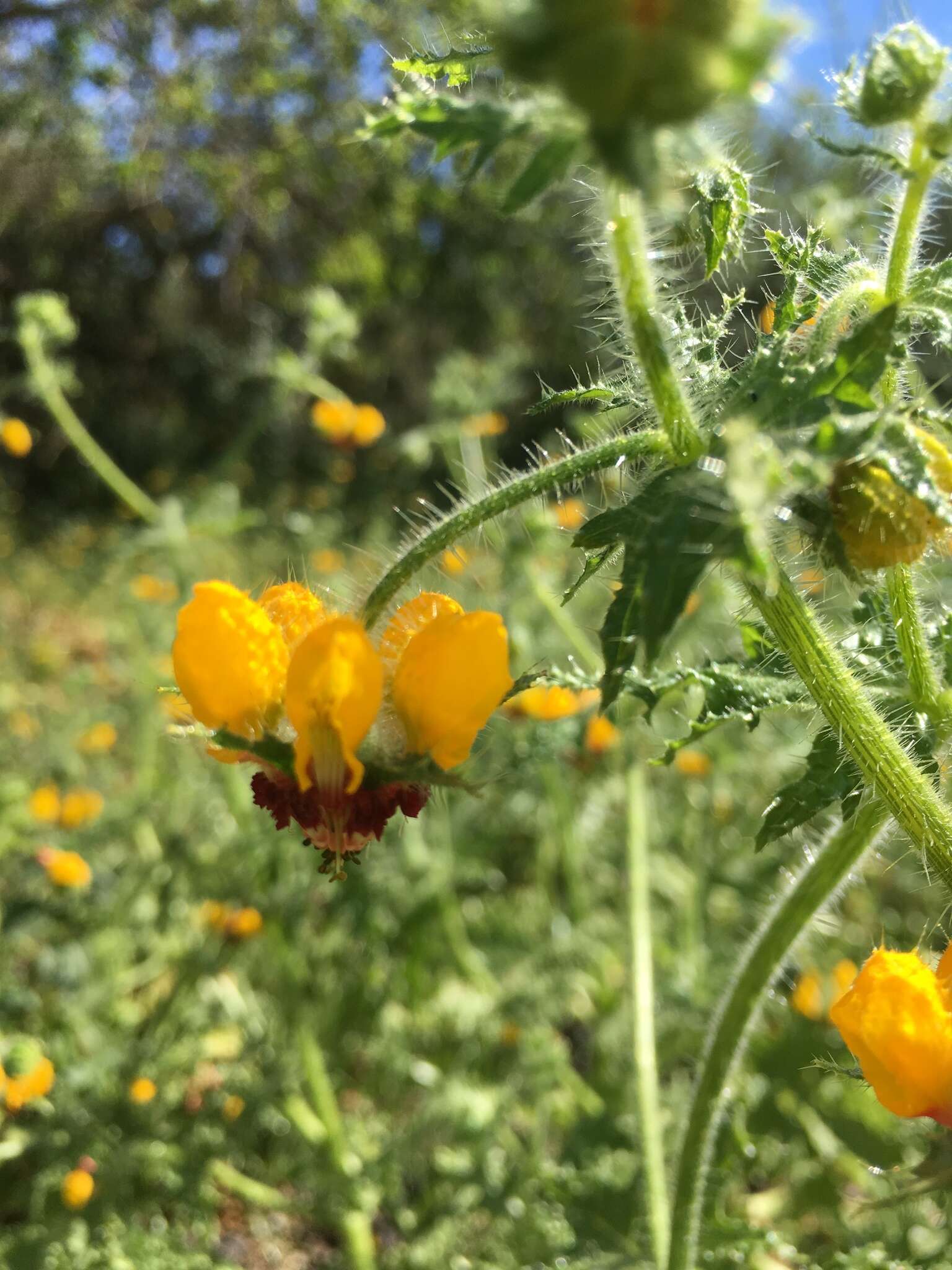 Image of Loasa tricolor Weinm.