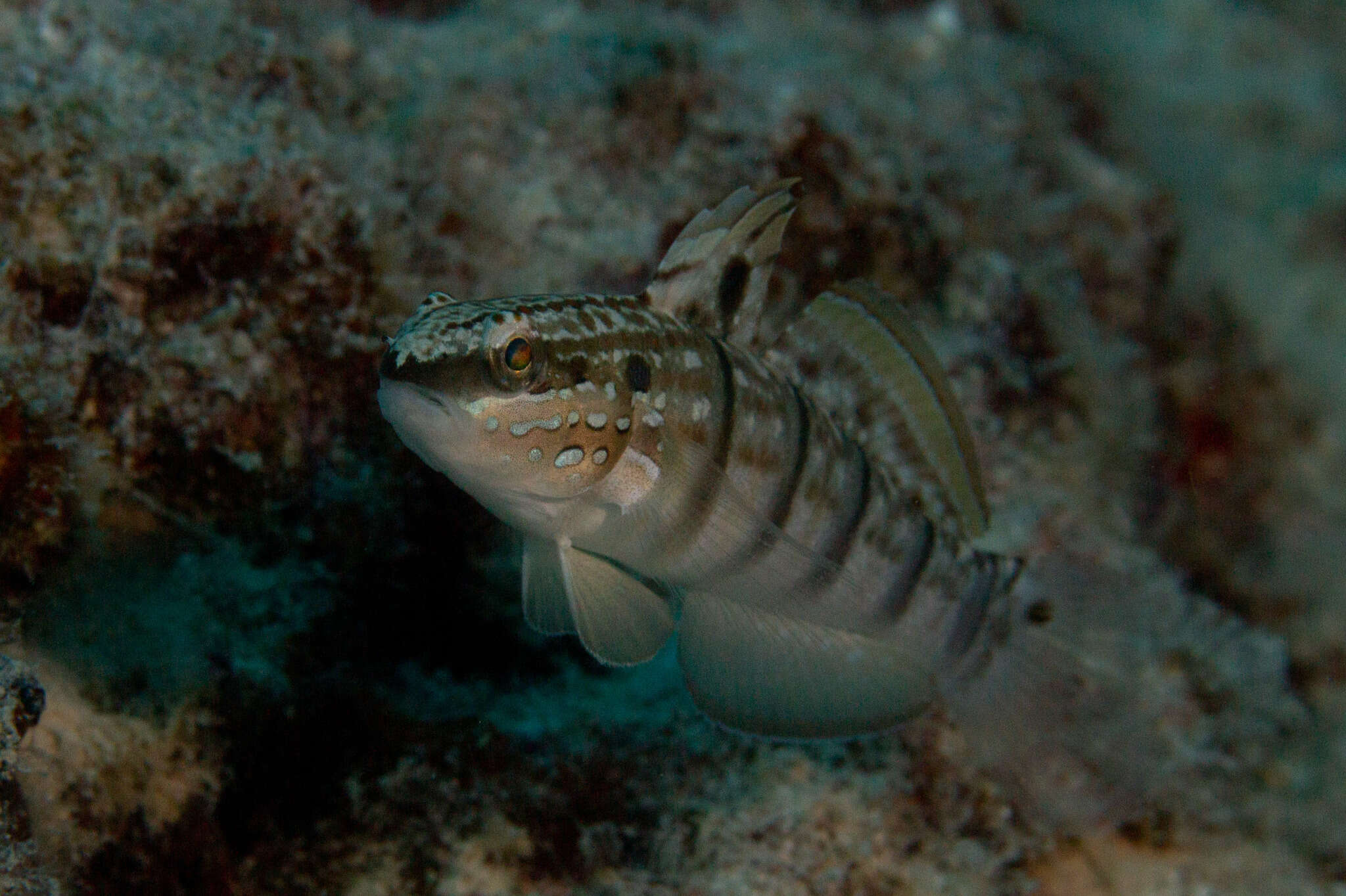 صورة Amblygobius phalaena (Valenciennes 1837)