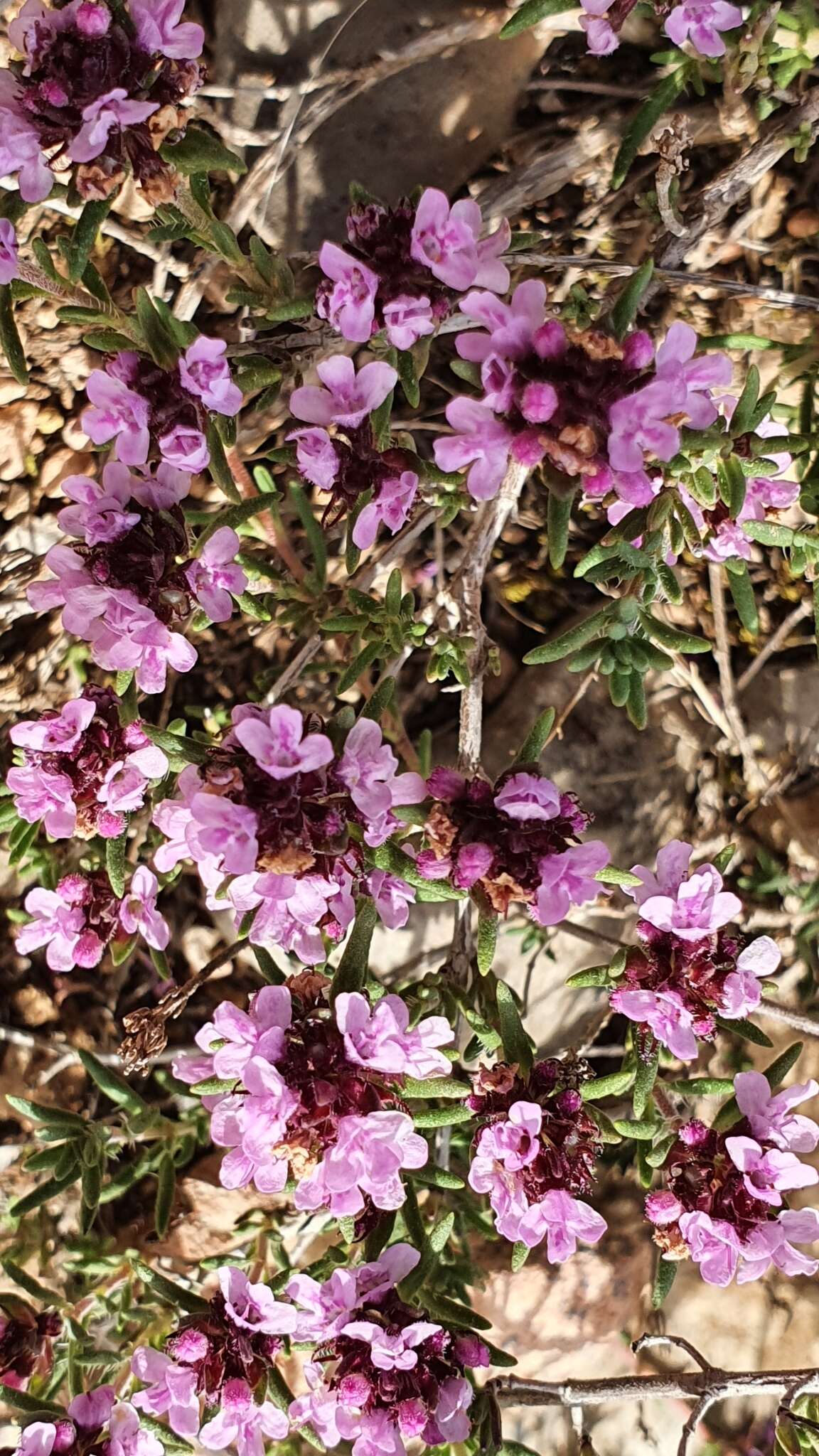Image of Thymus willdenowii Boiss.
