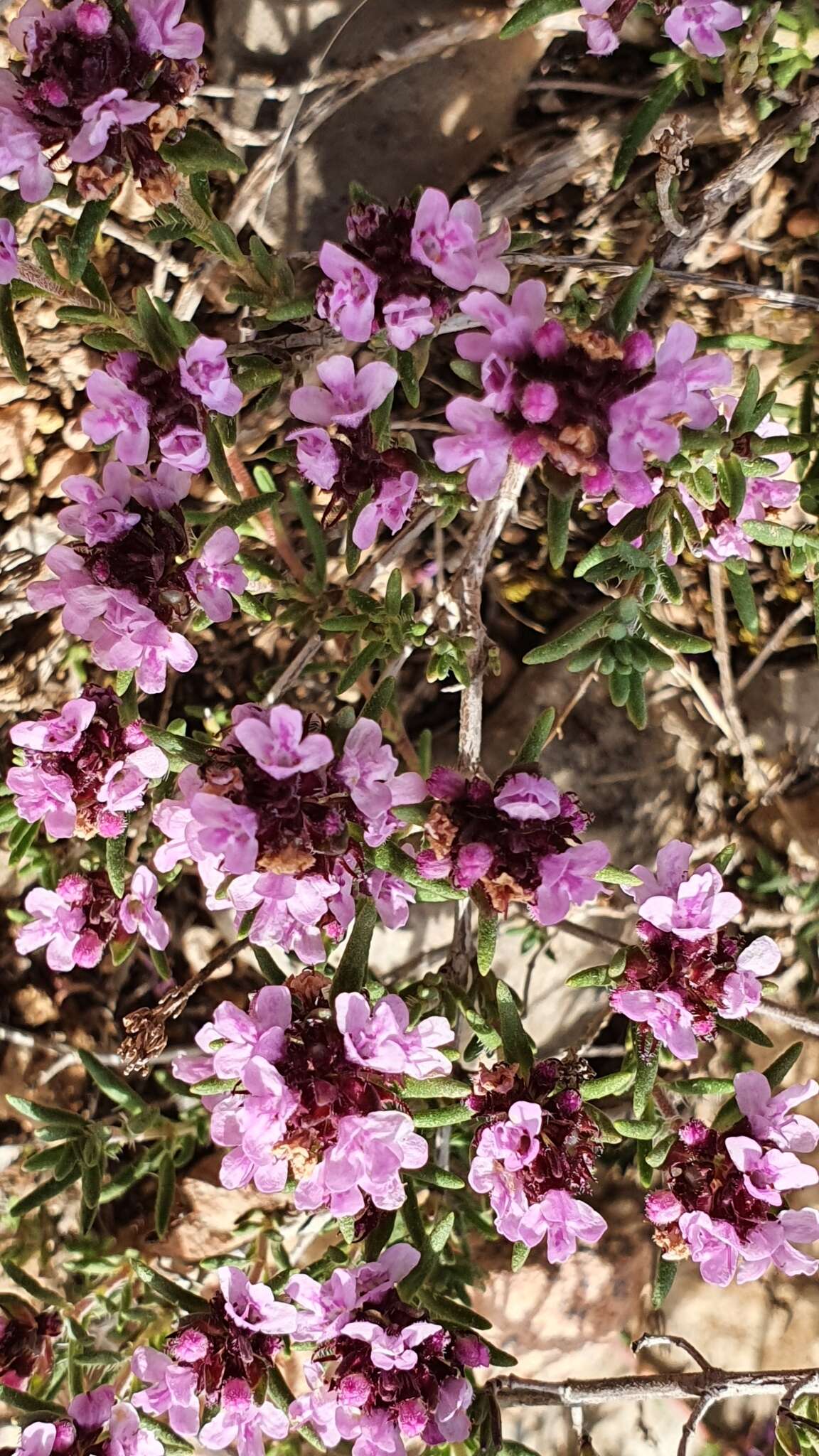 Thymus willdenowii Boiss. resmi