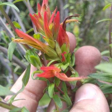 Image of Castilleja tenuiflora var. tancitaroana (G. L. Nesom) J. M. Egger