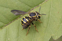 Image of Paranthidium jugatorium lepidum (Cresson 1878)