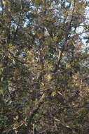 Image of Bursera cuneata (Schltdl.) Engl.