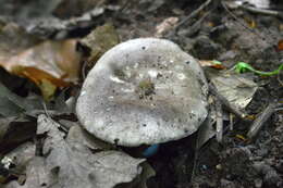 Image of Russula albonigra (Krombh.) Fr. 1874