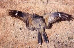 Image of Freckled Nightjar