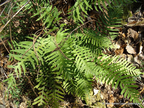 Polypodium plesiosorum Kunze的圖片