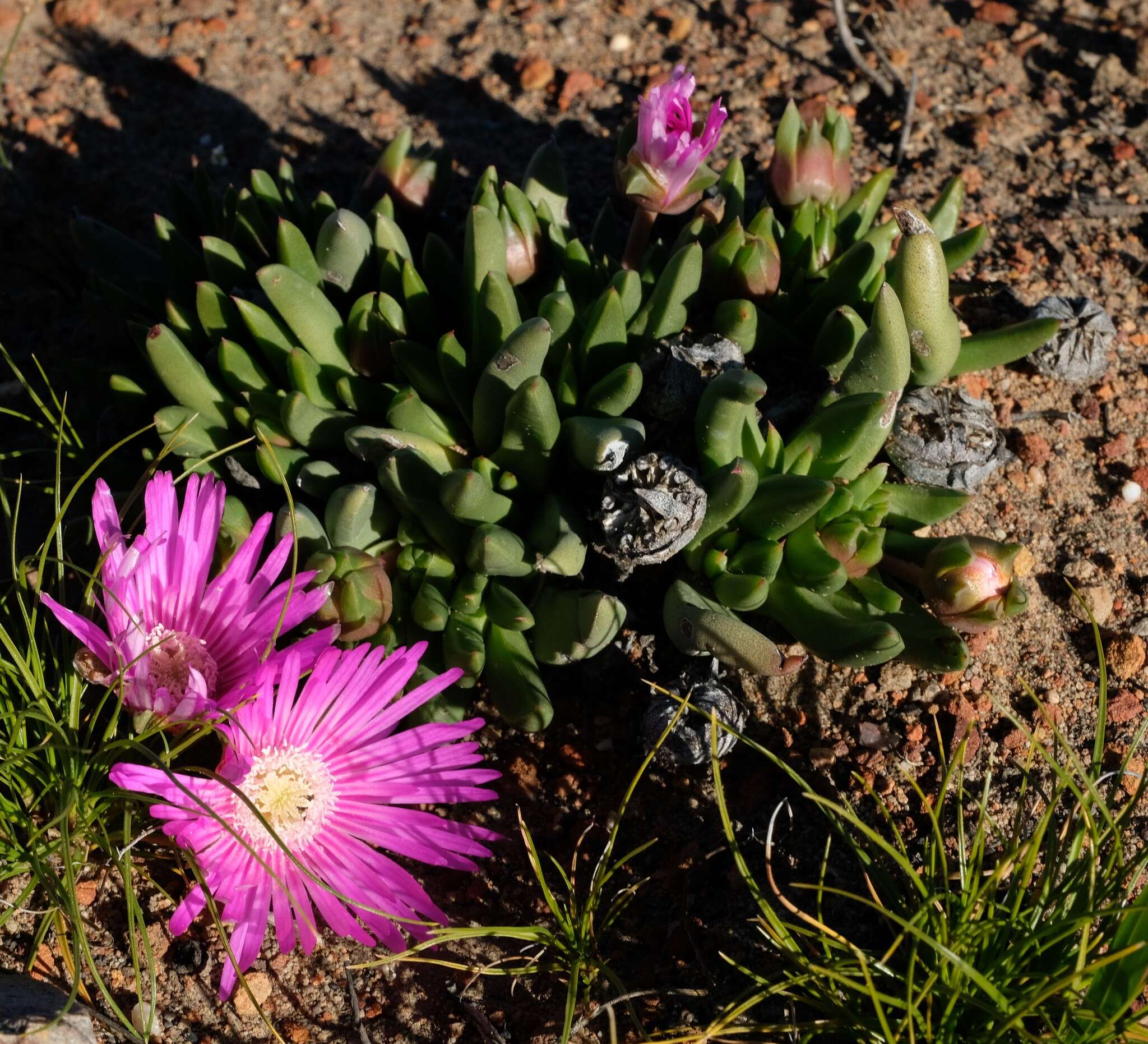 Cephalophyllum subulatoides (Haw.) N. E. Br. resmi