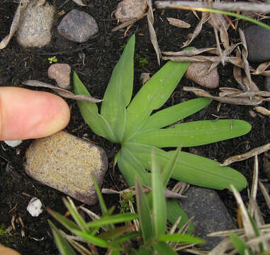 Image of Freesia caryophyllacea (Burm. fil.) N. E. Br.