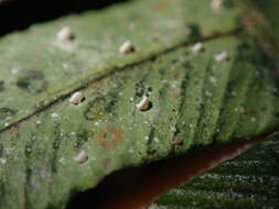 Image of Badimiella pteridophila (Sacc.) Garn.-Jones & Malcolm