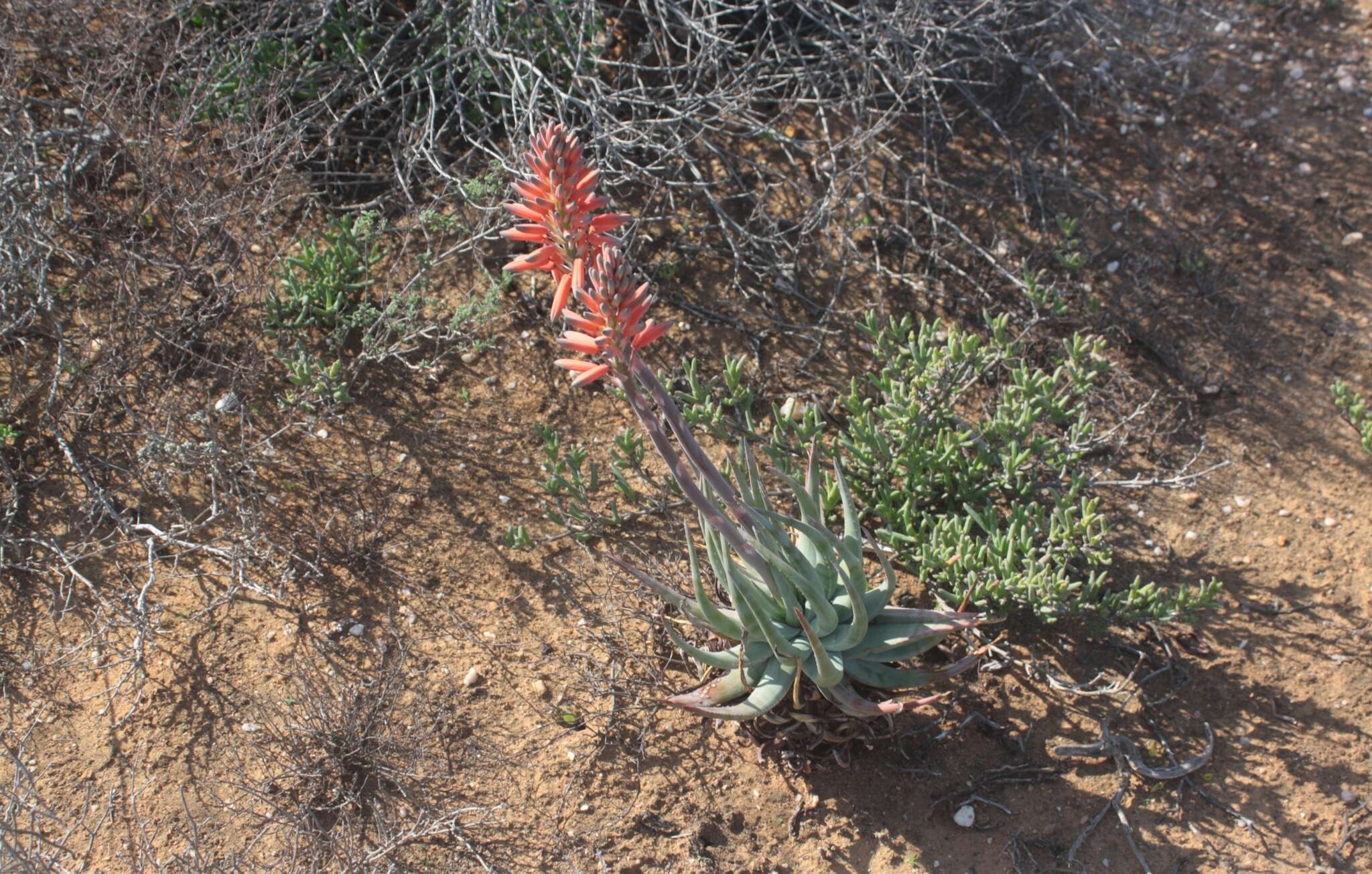 Aloe krapohliana Marloth resmi