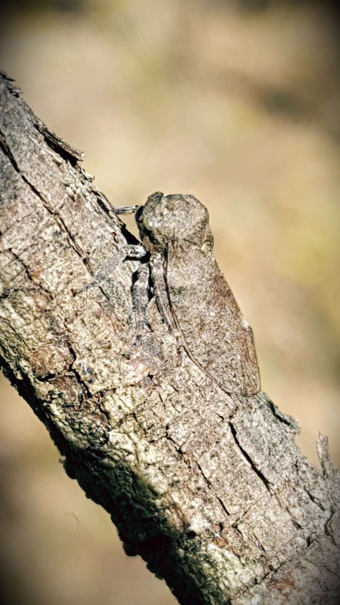 Image of Microcentrus caryae Fitch