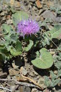 Image of Klasea lyratifolia (Schrenk) L. Martins