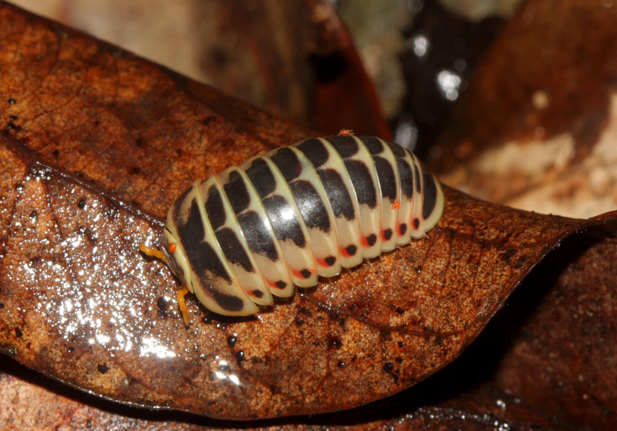 Image of Rhopalomeris sauda A. D. Nguyen, Sierwald & Marek 2019