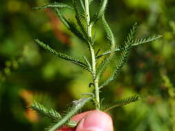 Image of Achillea ptarmicoides Maxim.