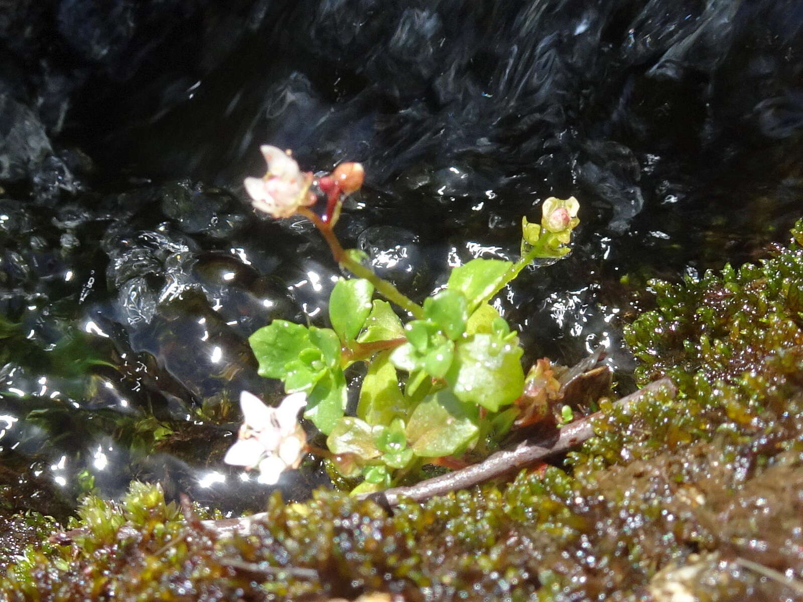 Plancia ëd Micranthes stellaris (L.) Galasso, Banfi & Soldano