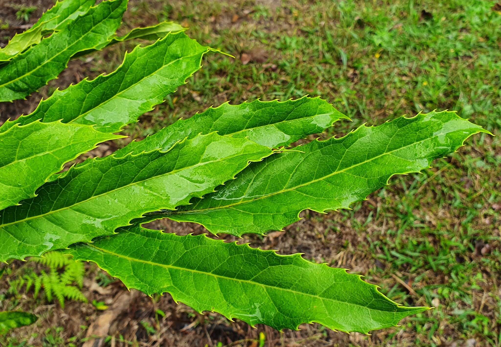 Image of Hicksbeachia pinnatifolia F. Müll.