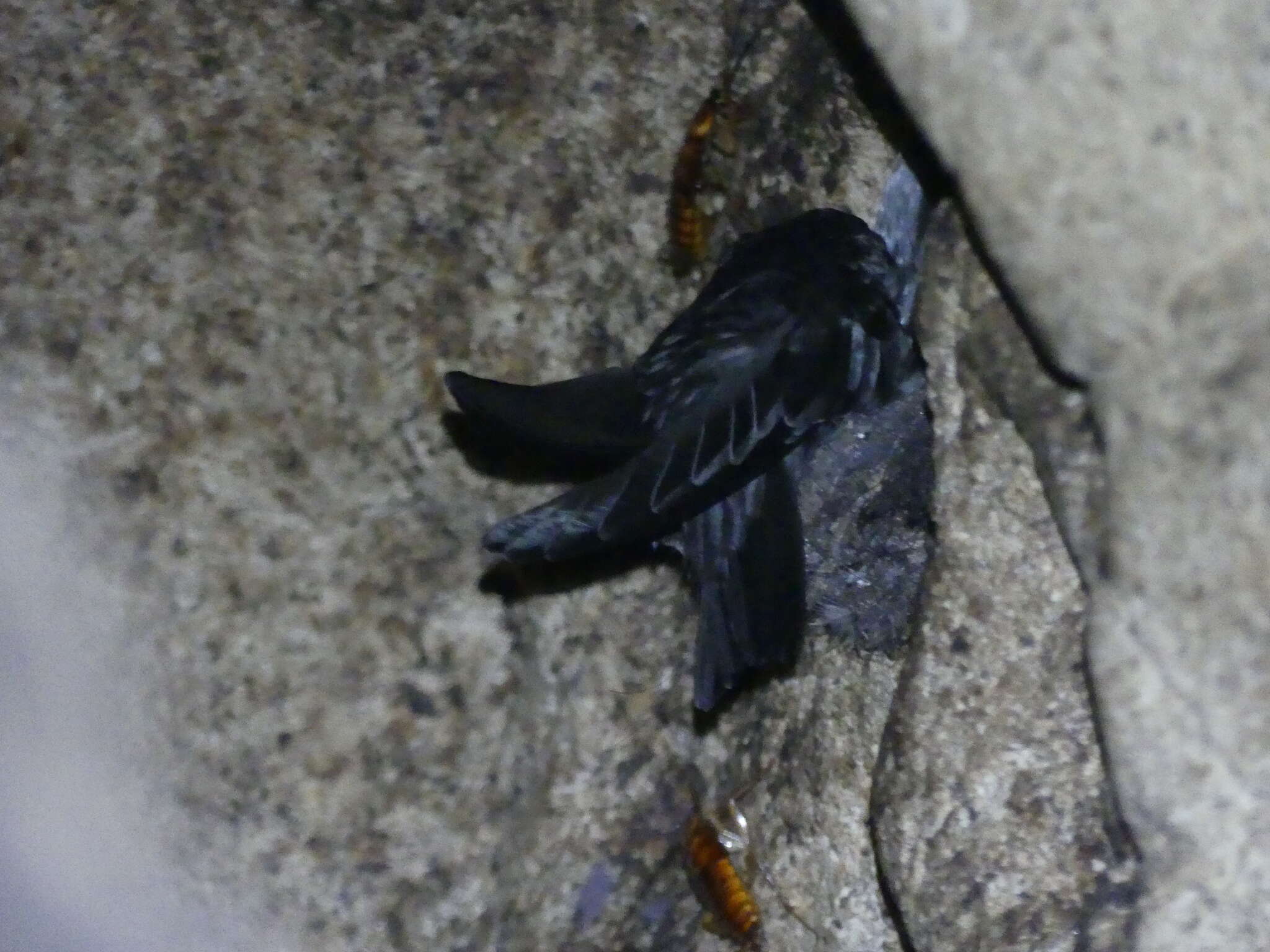 Image of Black-nest Swiftlet