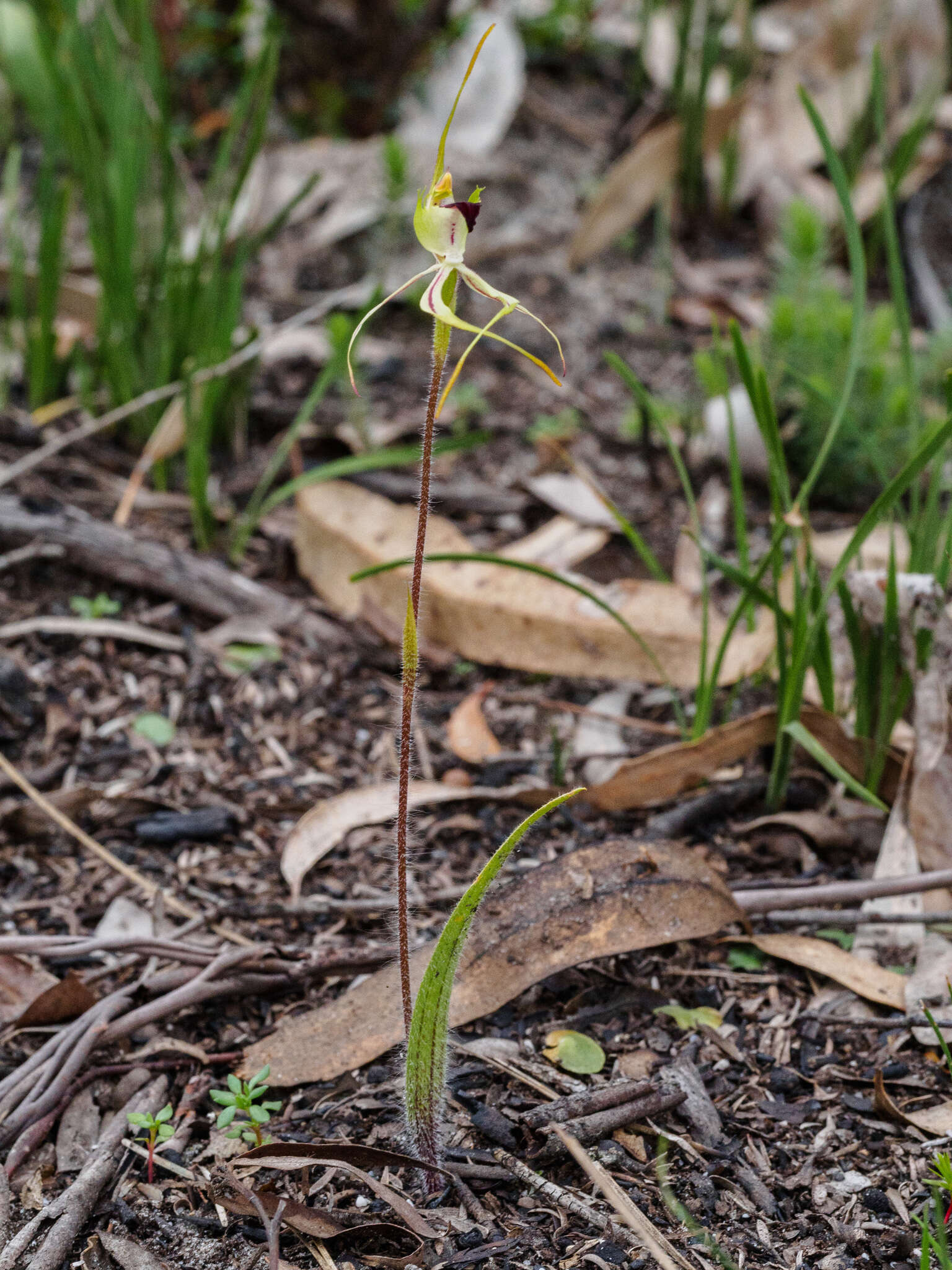 Image of Small spider orchid