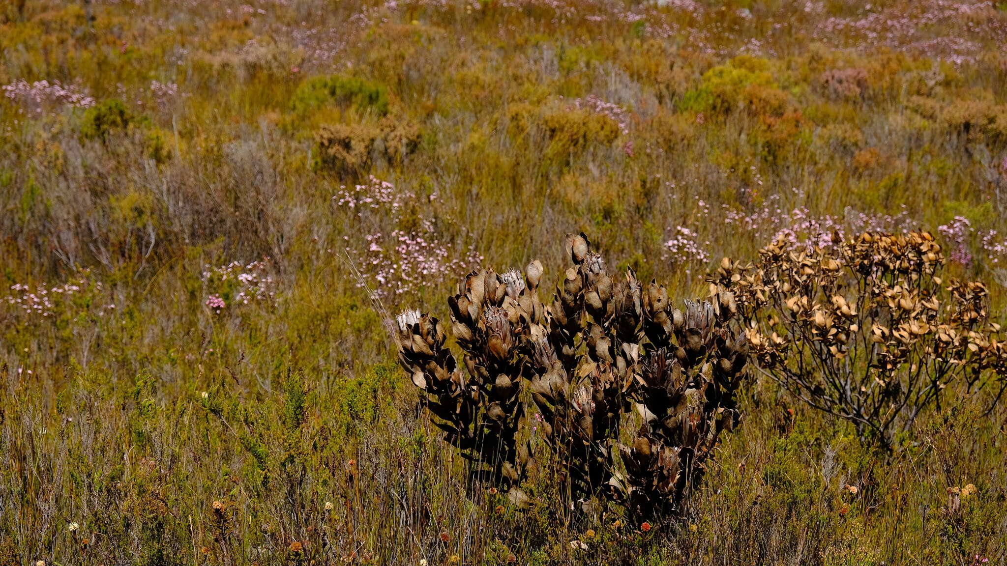 Image of Protea stokoei Phillips