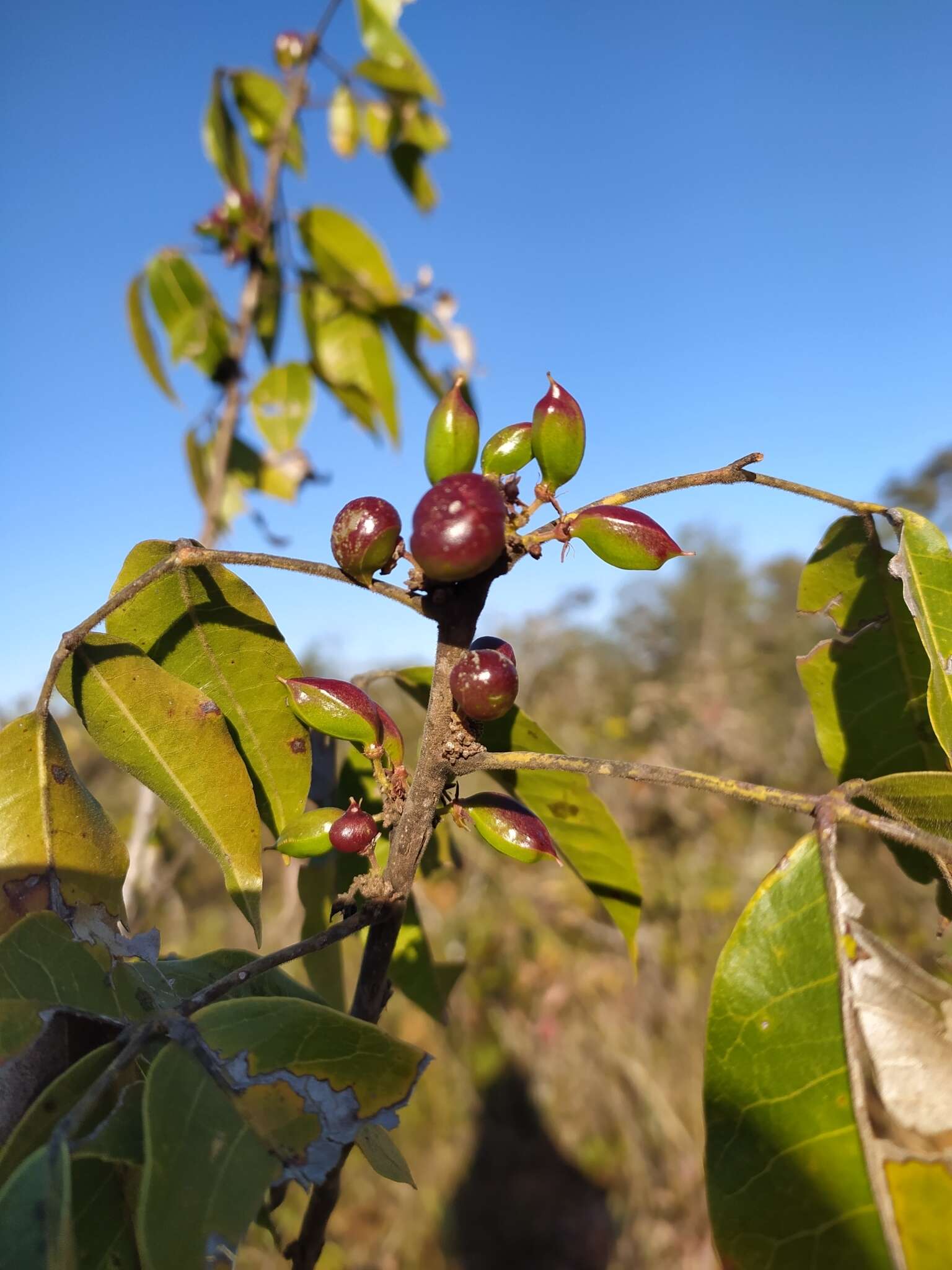 Image of Protium ovatum Engl.