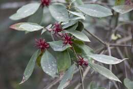 Image de Illicium floridanum Ellis