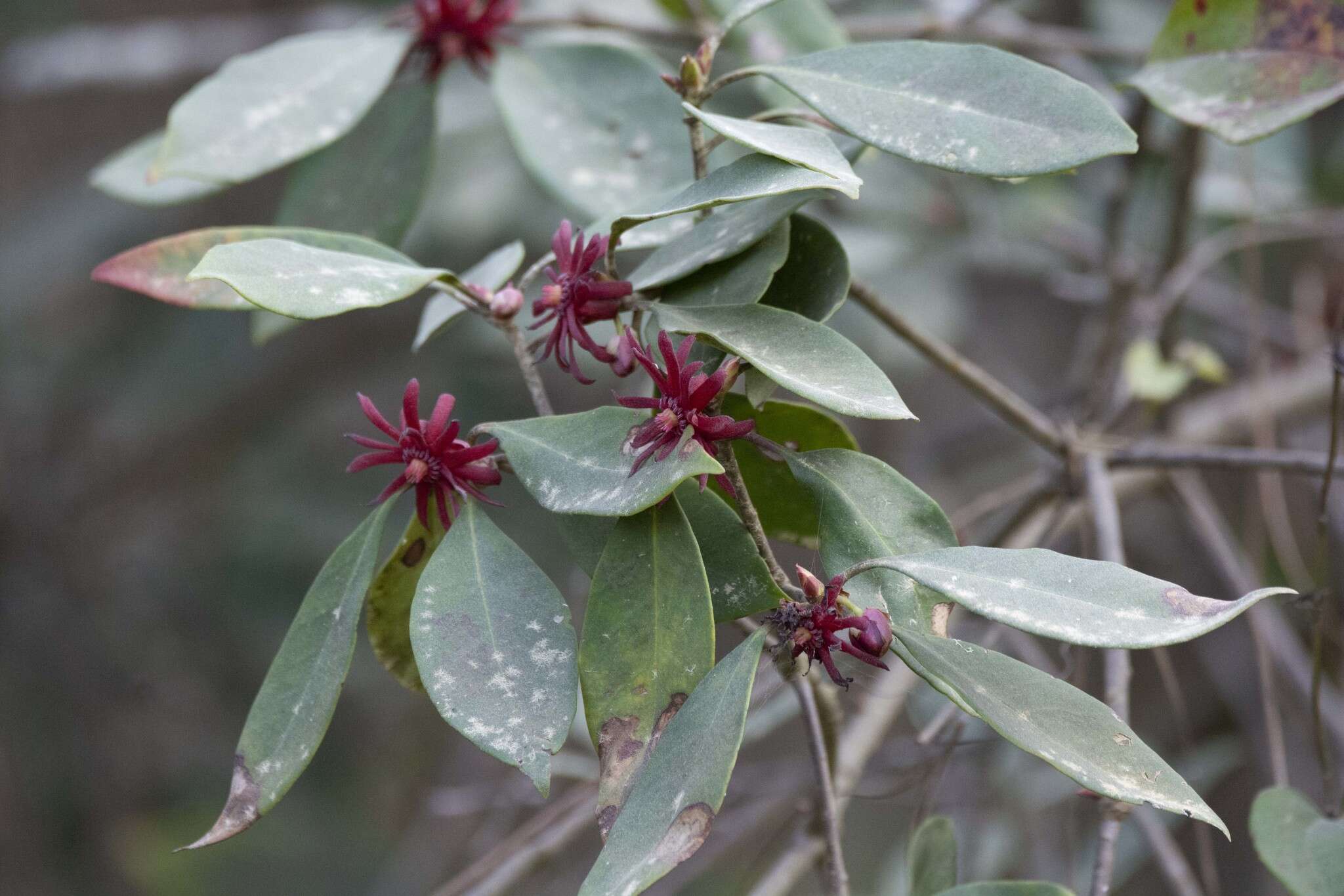 Image de Illicium floridanum Ellis