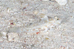 Fusigobius melacron (Randall 2001) resmi