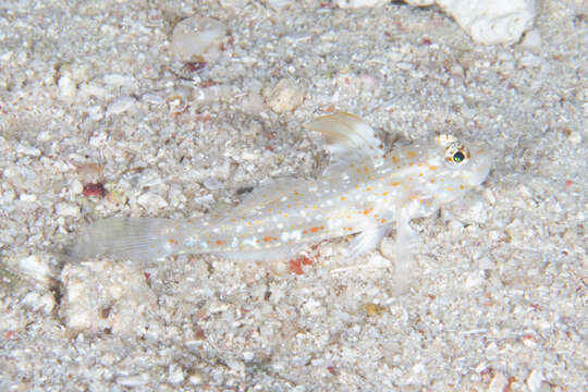 Image of Blacktip sandgoby