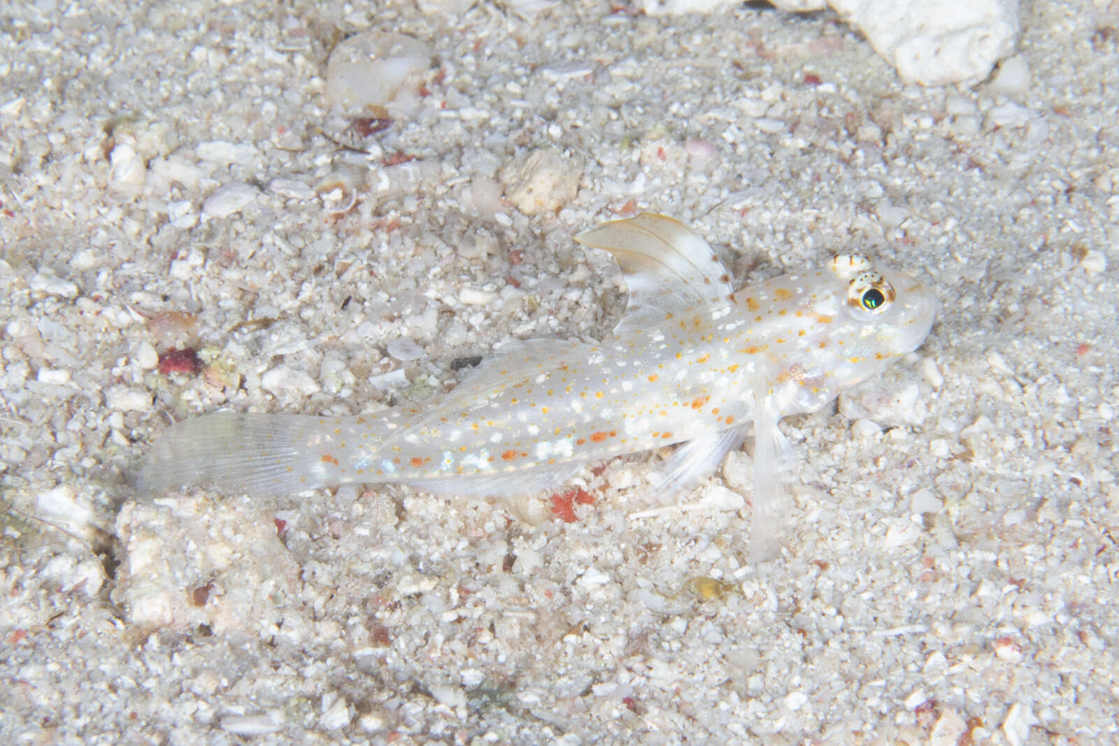 Image of Blacktip sandgoby