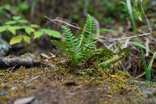 Polypodium sibiricum Siplivinsky的圖片