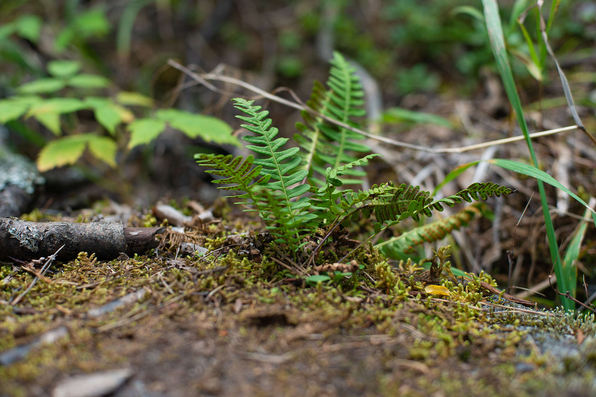 Polypodium sibiricum Siplivinsky的圖片