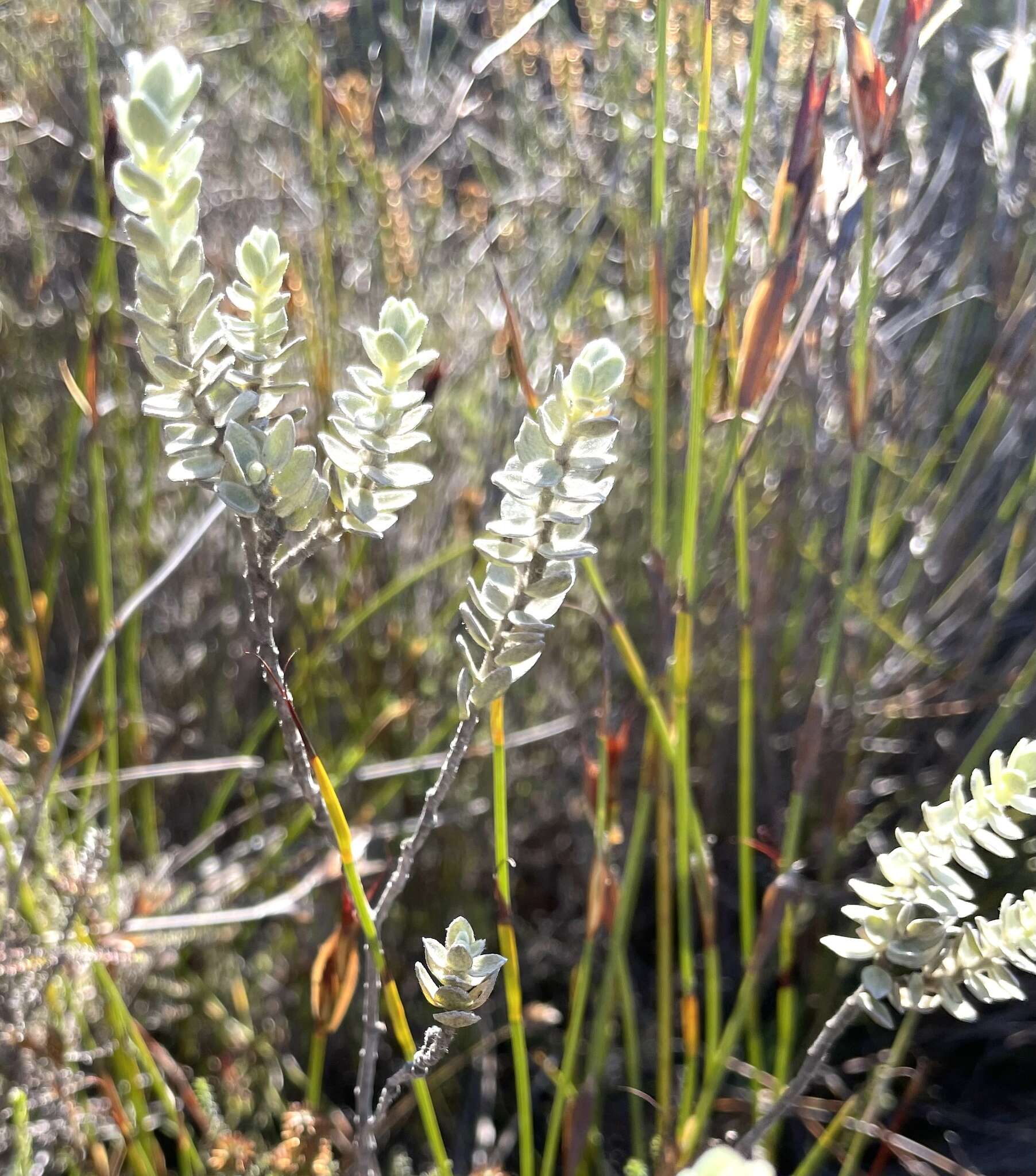 Image of Gnidia imbricata L. fil.