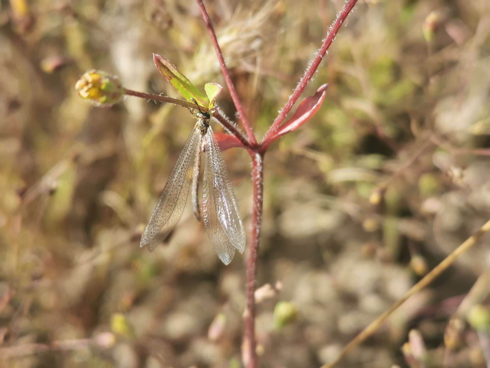 Image of Argentoleon