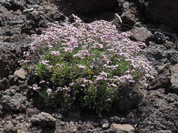 Limonium pectinatum (Ait.) Kuntze resmi