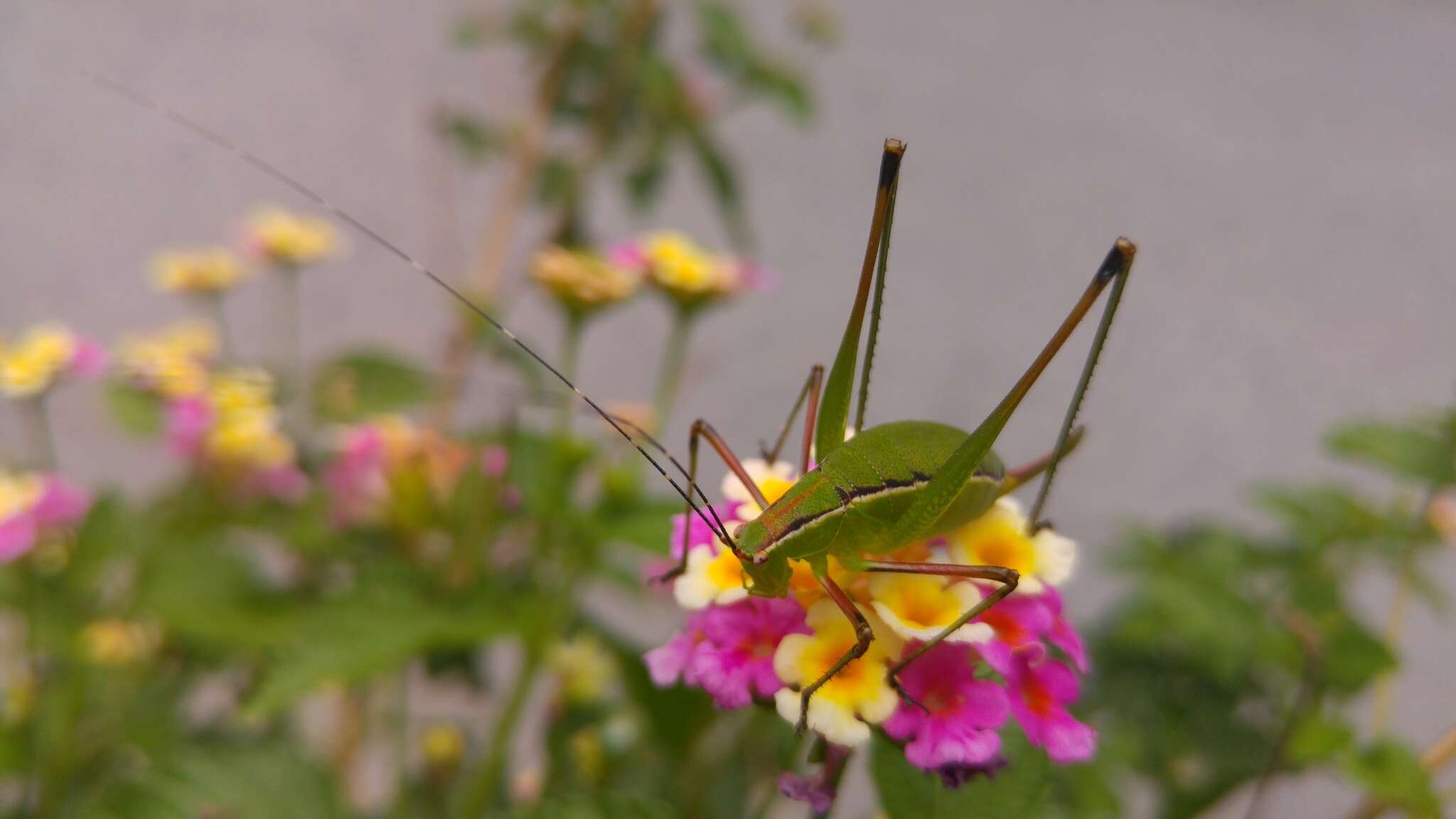 Image of Mountain-dwelling Short-winged Katydid