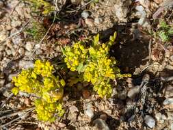 Sivun Lepidium flavum Torr. kuva