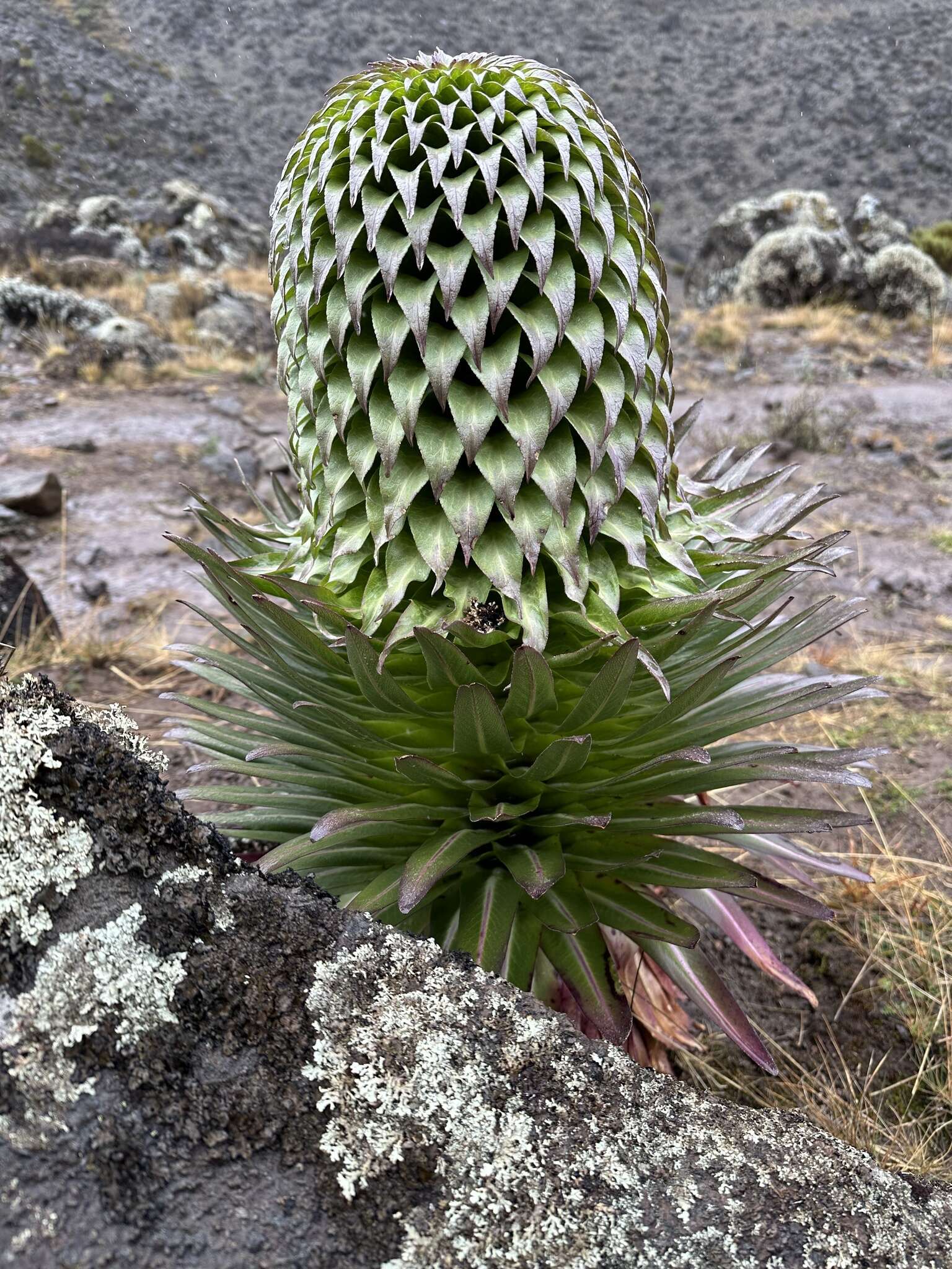 Imagem de Lobelia deckenii subsp. deckenii