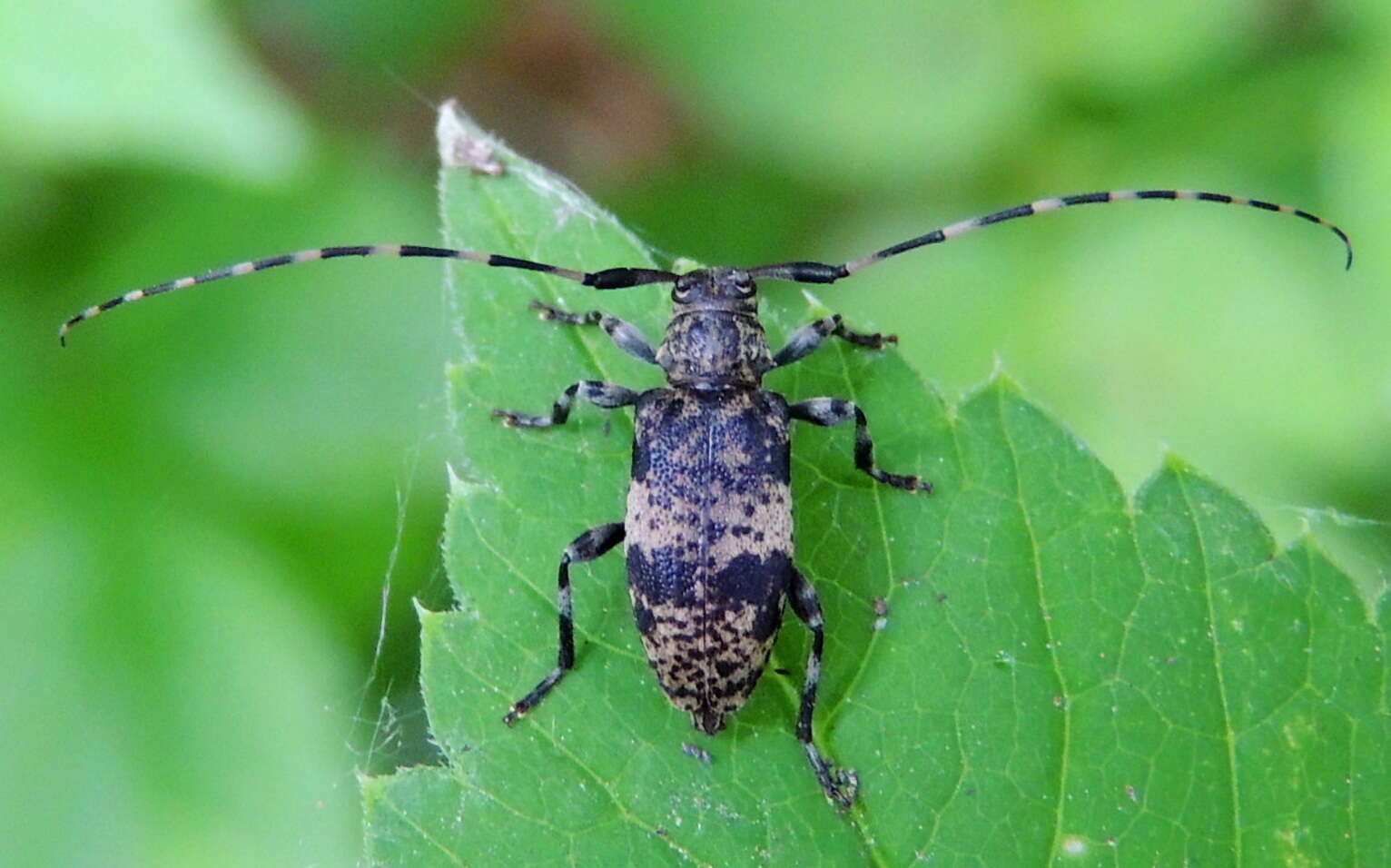 Image of Leiopus linnei Wallin, Nýlander & Kvamme 2009