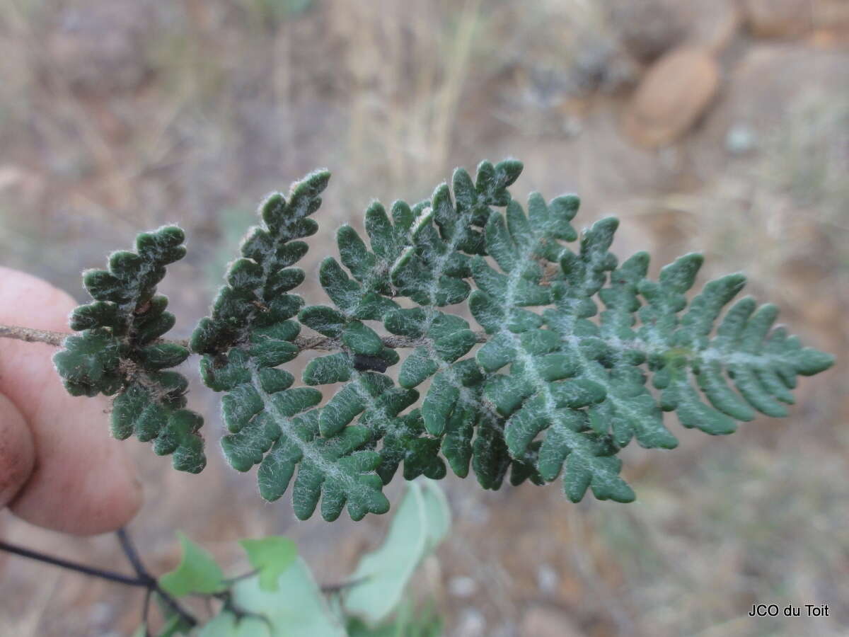 Plancia ëd Cheilanthes eckloniana (Kunze) Mett.