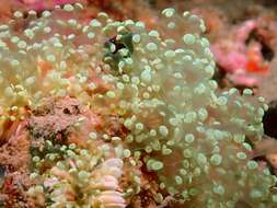 Image of Bubble coral