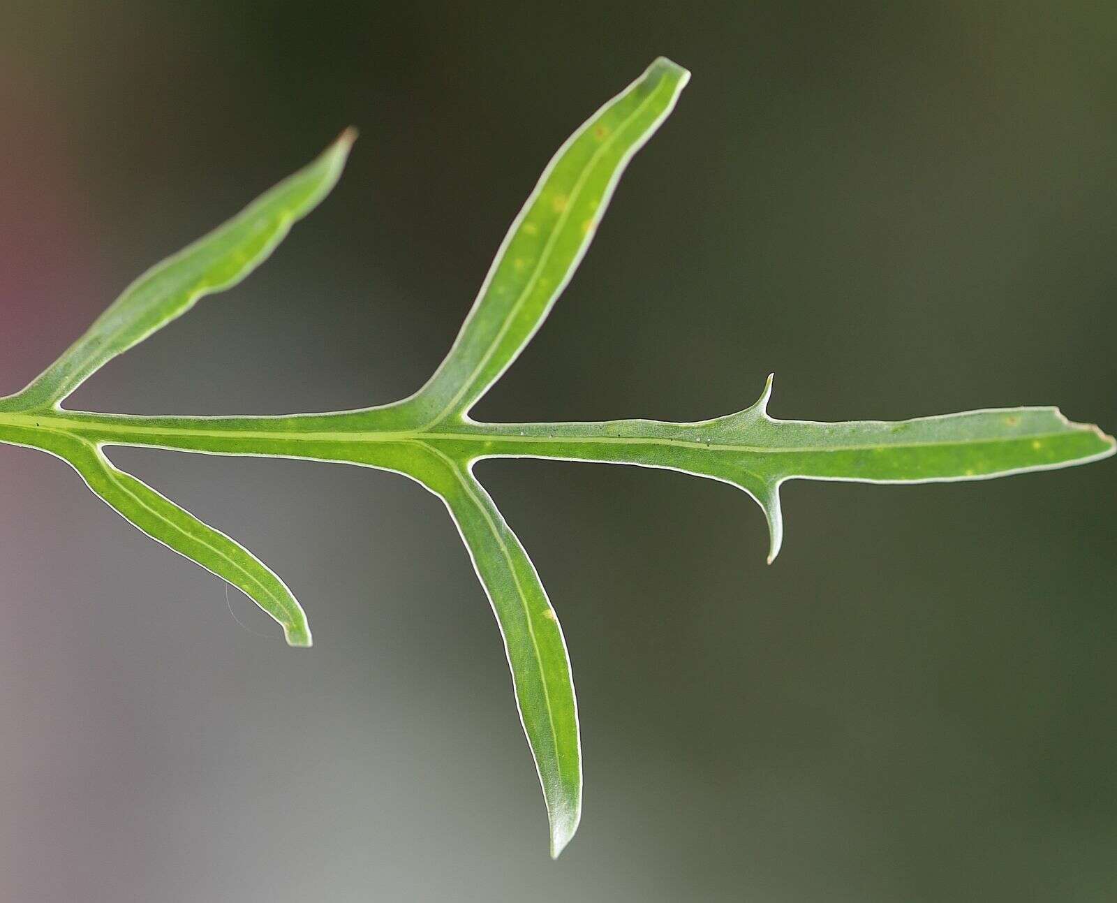 Image of Centaurea scabiosa subsp. badensis (Tratt.) Gugler