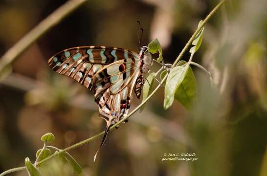 Image of Graphium antheus (Cramer (1779))