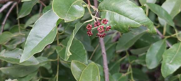 Image of Sandalwood