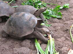 Image of Chatham Island Giant Tortoise